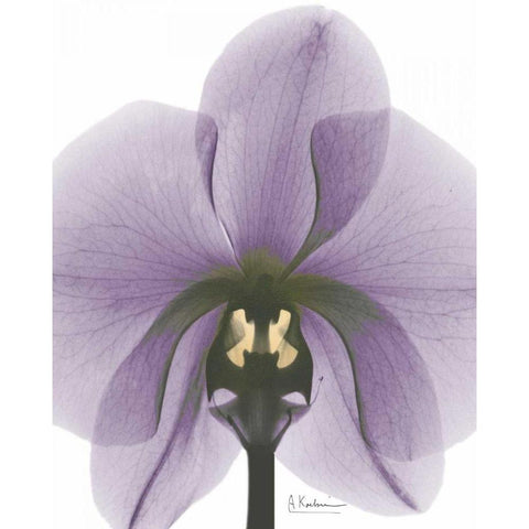 Purple Orchid A29 Gold Ornate Wood Framed Art Print with Double Matting by Koetsier, Albert