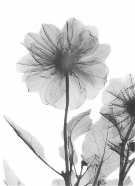 Image Only