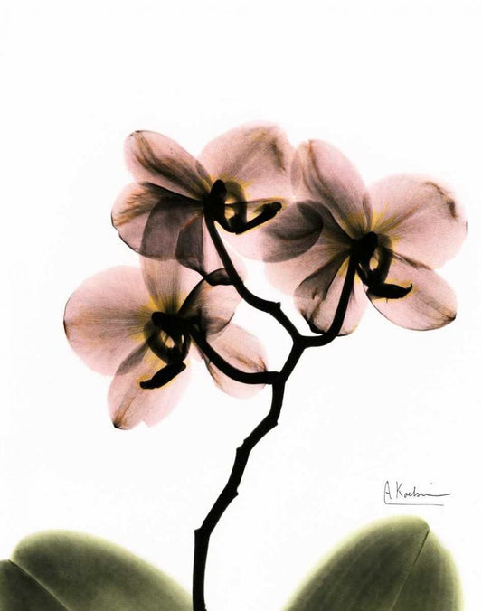 Image Only