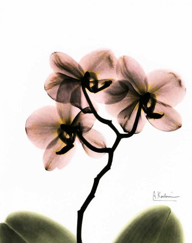 Orchid Trio White Modern Wood Framed Art Print with Double Matting by Koetsier, Albert