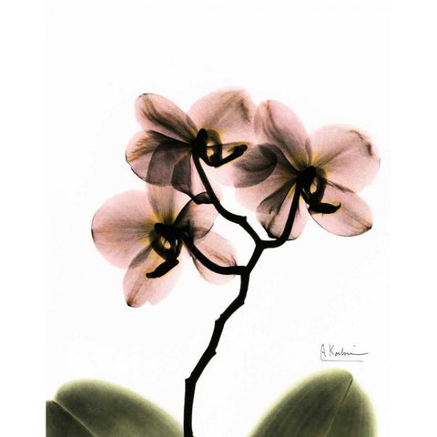 Orchid Trio Black Modern Wood Framed Art Print with Double Matting by Koetsier, Albert