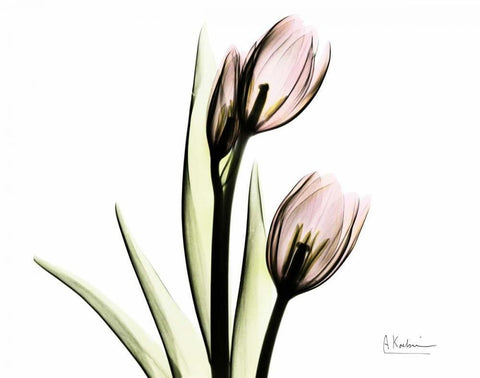 Tulip Love White Modern Wood Framed Art Print with Double Matting by Koetsier, Albert