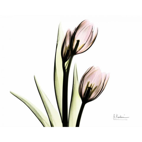 Tulip Love Black Modern Wood Framed Art Print with Double Matting by Koetsier, Albert