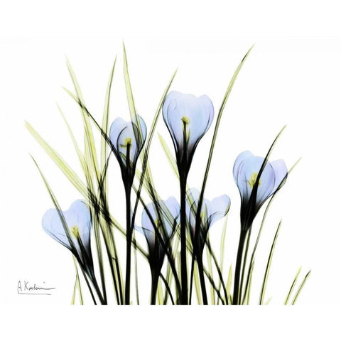 Bunched Crocus Black Modern Wood Framed Art Print with Double Matting by Koetsier, Albert