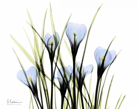 Bunched Crocus White Modern Wood Framed Art Print with Double Matting by Koetsier, Albert