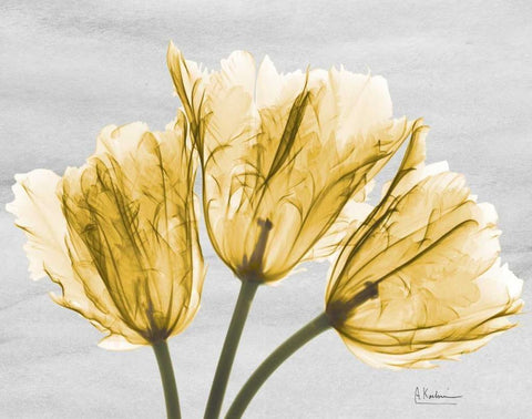 Sunny Trio Tulips White Modern Wood Framed Art Print with Double Matting by Koetsier, Albert