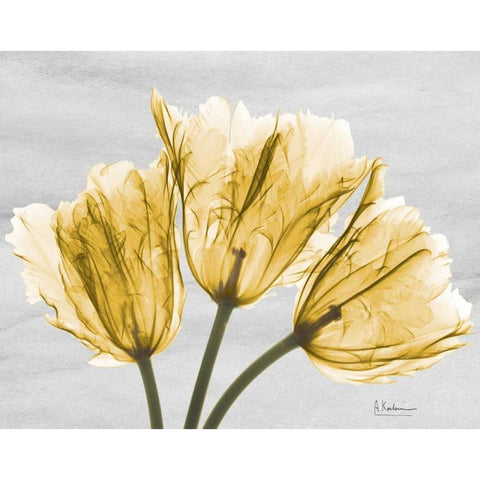 Sunny Trio Tulips Black Modern Wood Framed Art Print with Double Matting by Koetsier, Albert