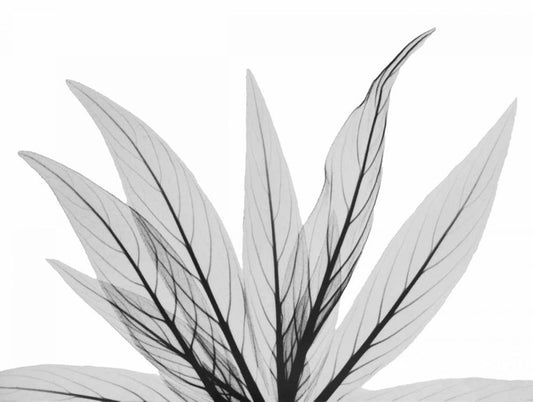 Image Only