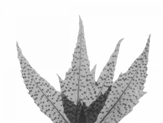 Image Only