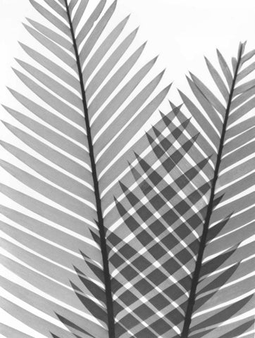 Tropical Fern 1 White Modern Wood Framed Art Print with Double Matting by Koetsier, Albert