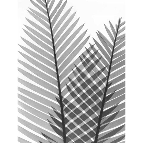 Tropical Fern 1 White Modern Wood Framed Art Print by Koetsier, Albert