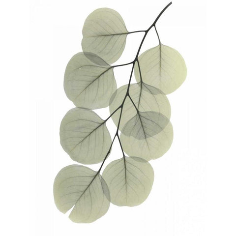 Striving Eucalyptus 2 Black Modern Wood Framed Art Print by Koetsier, Albert