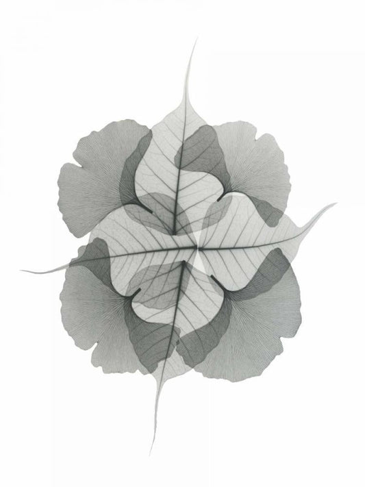 Image Only