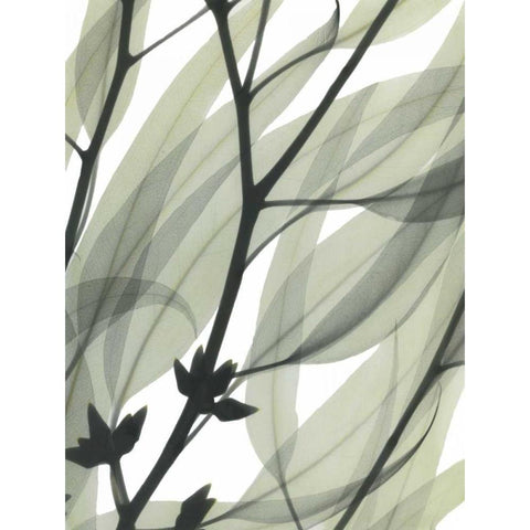Eucalyptus Safari Black Modern Wood Framed Art Print by Koetsier, Albert