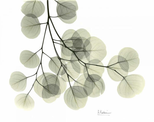 Image Only