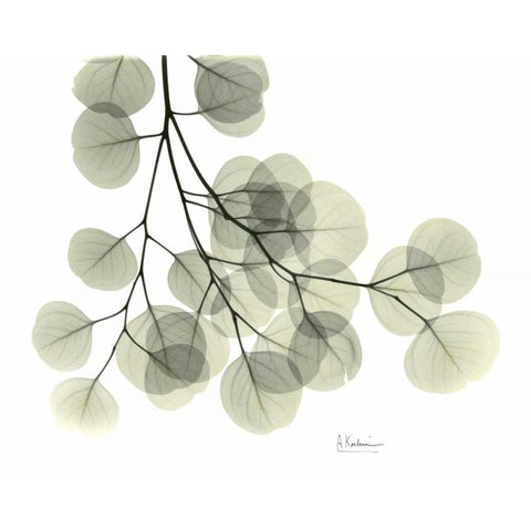 Eucalyptus Sweep Black Modern Wood Framed Art Print by Koetsier, Albert