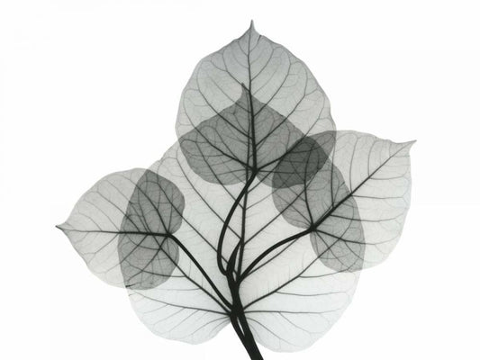 Image Only