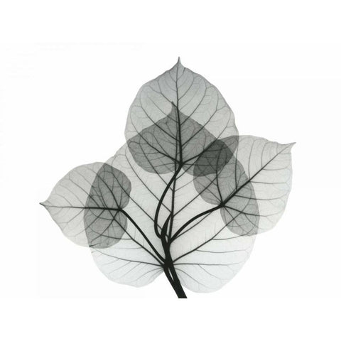 Bo Leaves 1 Black Modern Wood Framed Art Print by Koetsier, Albert