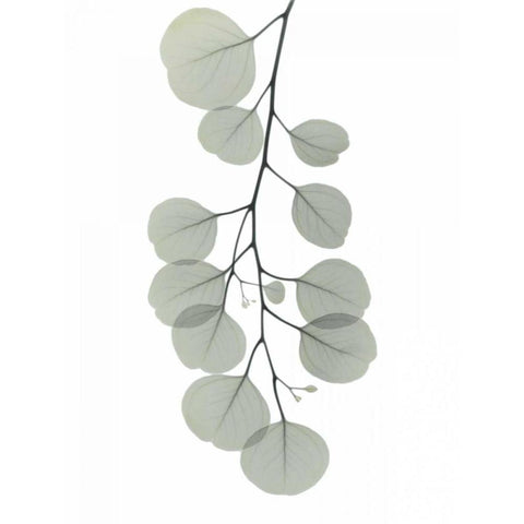Descending Eucalyptus 1 Black Modern Wood Framed Art Print by Koetsier, Albert