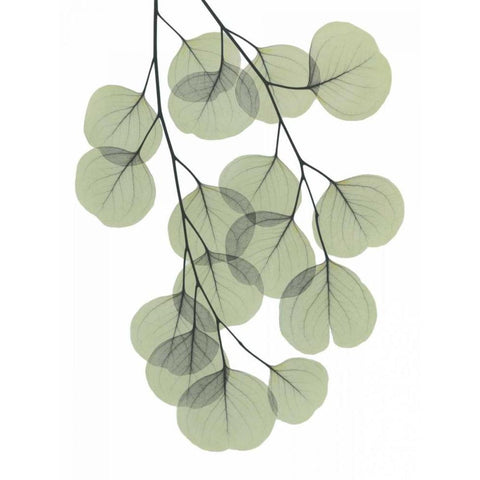 Descending Eucalyptus 2 Black Modern Wood Framed Art Print by Koetsier, Albert