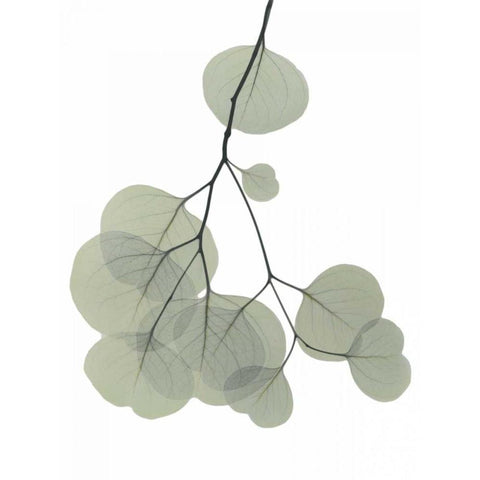 Descending Eucalyptus 3 Black Modern Wood Framed Art Print by Koetsier, Albert