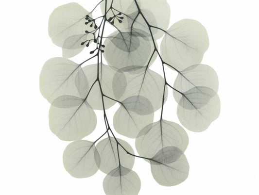 Image Only