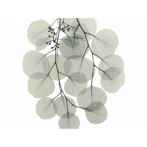 Descending Eucalyptus 4 Black Modern Wood Framed Art Print by Koetsier, Albert