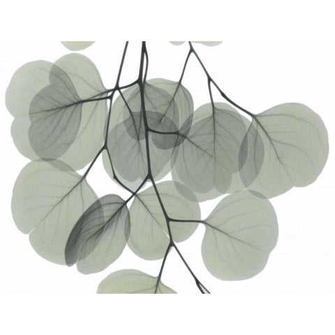 Descending Eucalyptus 5 Black Modern Wood Framed Art Print by Koetsier, Albert