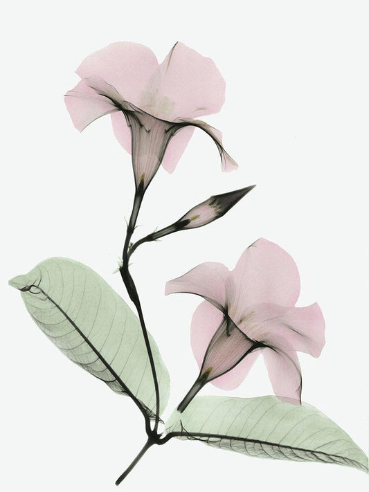 Image Only