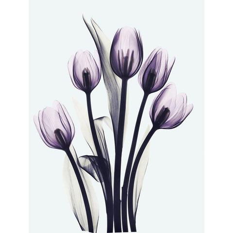 Essentially Tulips White Modern Wood Framed Art Print by Koetsier, Albert