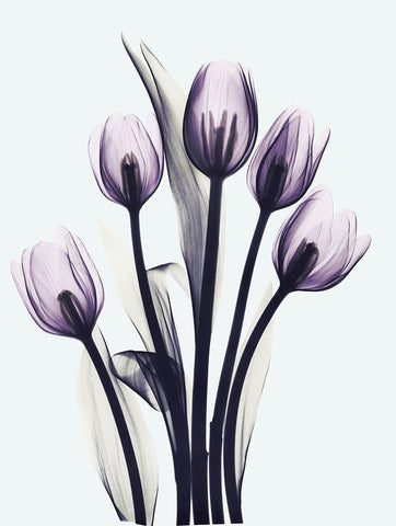 Essentially Tulips White Modern Wood Framed Art Print with Double Matting by Koetsier, Albert