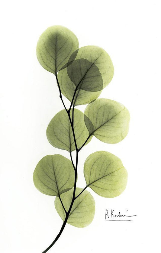 Image Only