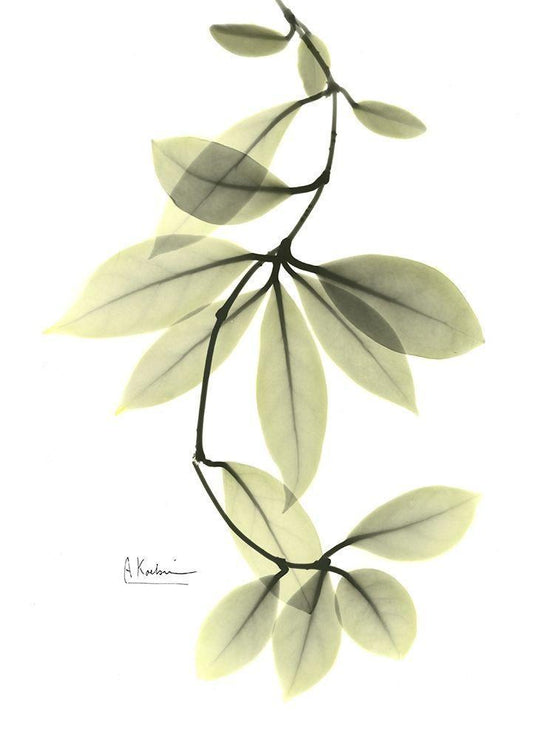 Image Only