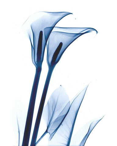 Calla Lily Indigo White Modern Wood Framed Art Print with Double Matting by Koetsier, Albert