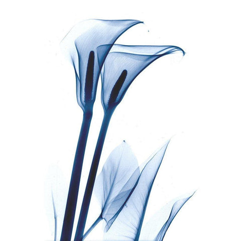 Calla Lily Indigo White Modern Wood Framed Art Print by Koetsier, Albert