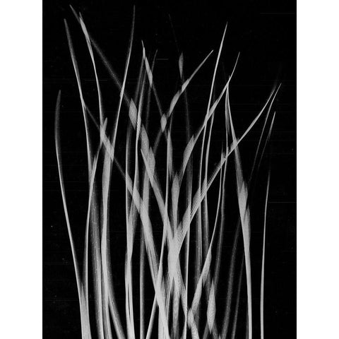 Grassy Heaven Black Modern Wood Framed Art Print with Double Matting by Koetsier, Albert