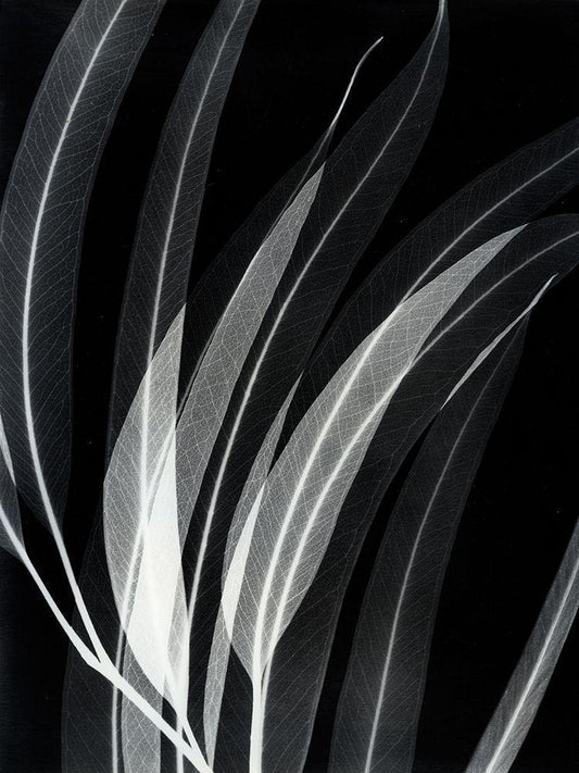 Image Only