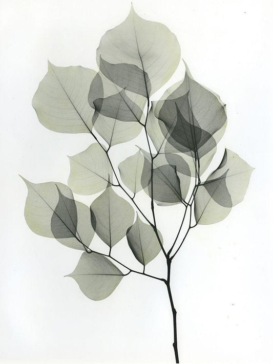 Image Only