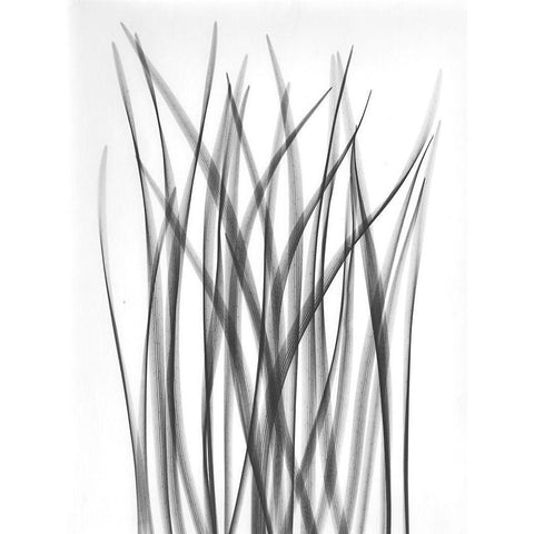 Flower Leaf Black Modern Wood Framed Art Print with Double Matting by Koetsier, Albert