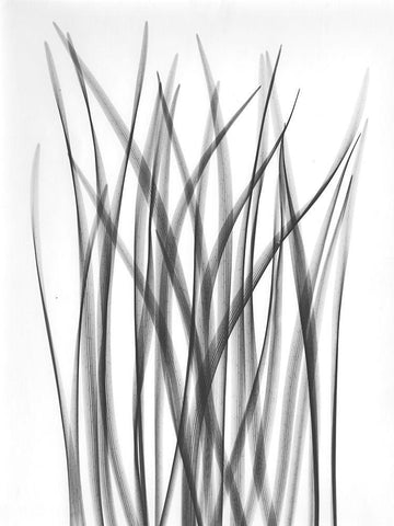 Flower Leaf White Modern Wood Framed Art Print with Double Matting by Koetsier, Albert
