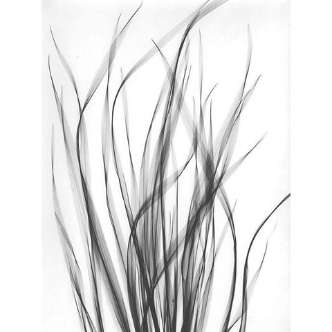 Grass 2 White Modern Wood Framed Art Print by Koetsier, Albert