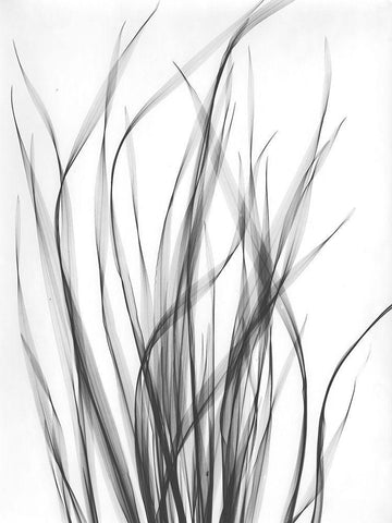 Grass 2 White Modern Wood Framed Art Print with Double Matting by Koetsier, Albert