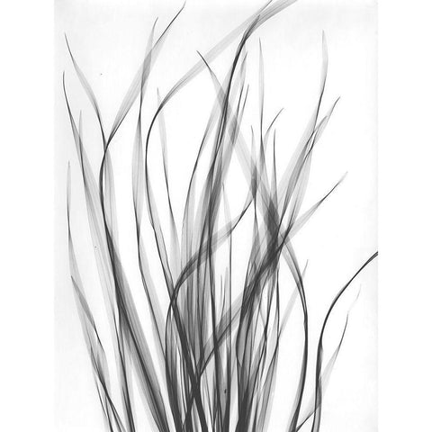 Grass 2 Black Modern Wood Framed Art Print with Double Matting by Koetsier, Albert