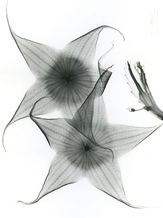 Image Only