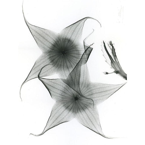 Carrian Flower Black Modern Wood Framed Art Print by Koetsier, Albert