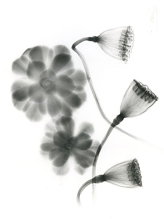 Image Only
