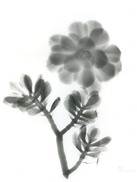 Image Only