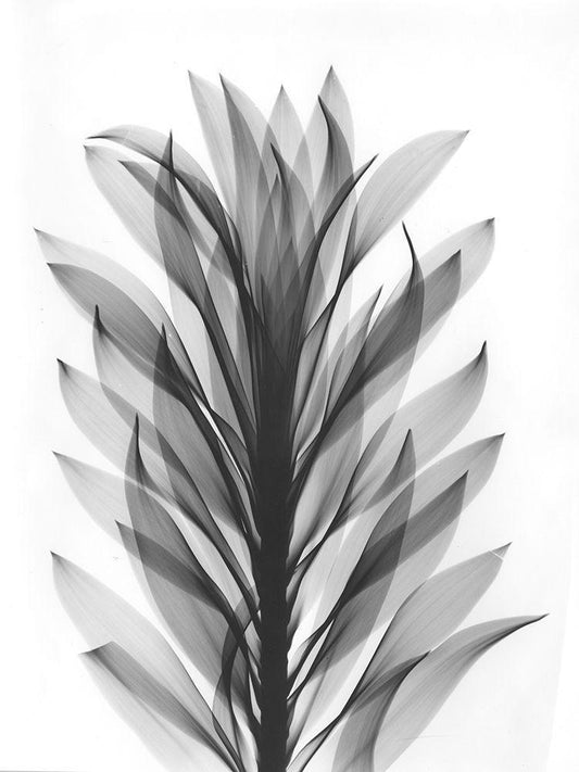 Image Only