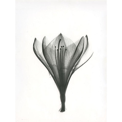 Tulip Black Modern Wood Framed Art Print with Double Matting by Koetsier, Albert