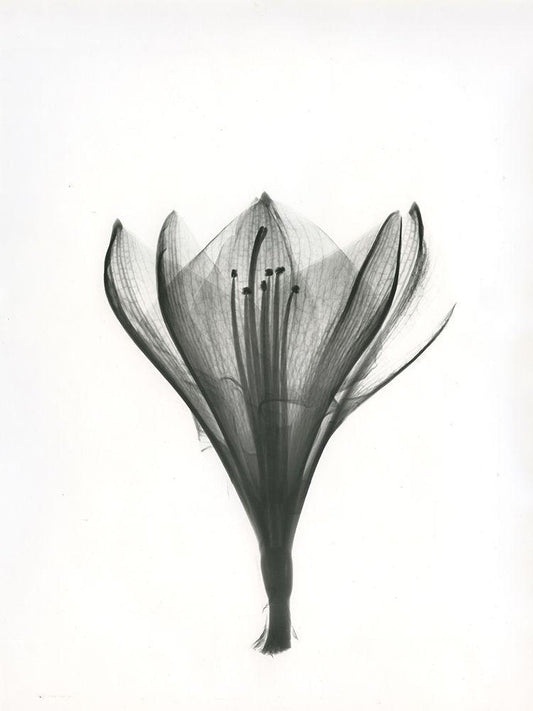 Image Only